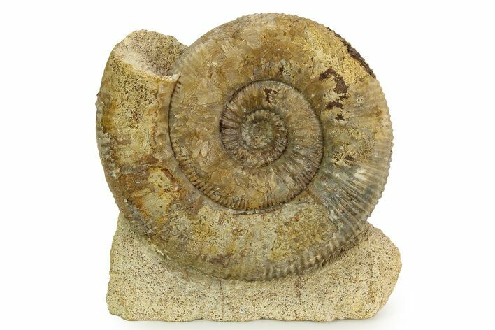 Jurassic Ammonite (Stephanoceras) Fossil - England #351344